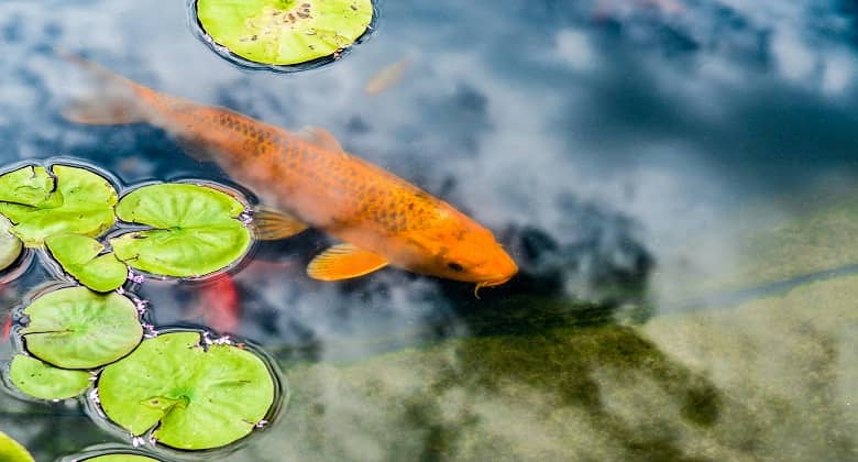 How to Oxygenate a Pond