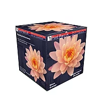 Small Lily IN A BOX Sioux Orange NEW